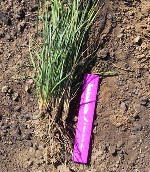 A bluebunch wheatgrass plant was doing well in the fall of 2014, a year after the drill-seedings. But the roots of the plant were still in the development stage. (BLM photo)