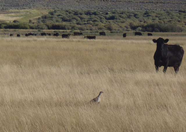 A sage grouse shares the Goldberg Meadow with cattle in late summer. Earlier in the year, the cows are kept away from the meadow so sage grouse broods and other wildlife can thrive. (Photo courtesy NRCS)
