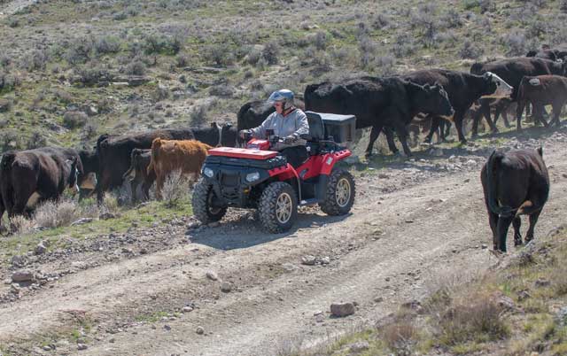 ATV riders go slow on the trail, allowing the livestock to move off of it. Public lands in the Owyhees are managed for multiple uses. If everyone can show respect for other uses, we can share the lands for many generations to come. 