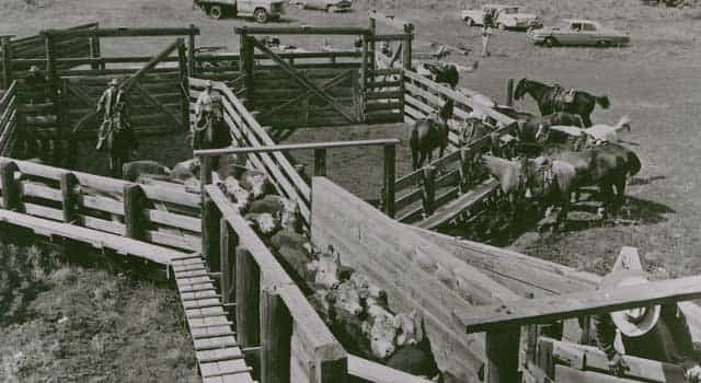 Cattle were loaded onto trains in Island Park to ship them to the market in the fall. (Courtesy Harriman State Park)