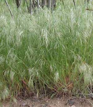 Cheatgrass, an exotic annual grass, has a big seed head and will usually out-compete native vegetation after a wildfire event. 