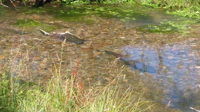 Chinook salmon return to Big Springs Creek for the first time in decades to spawn a new generation of wild fish. Photo courtesy Idaho Fish & Game 