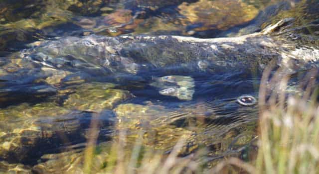 Chinook salmon travel 900 miles from the Sawtooth Valley