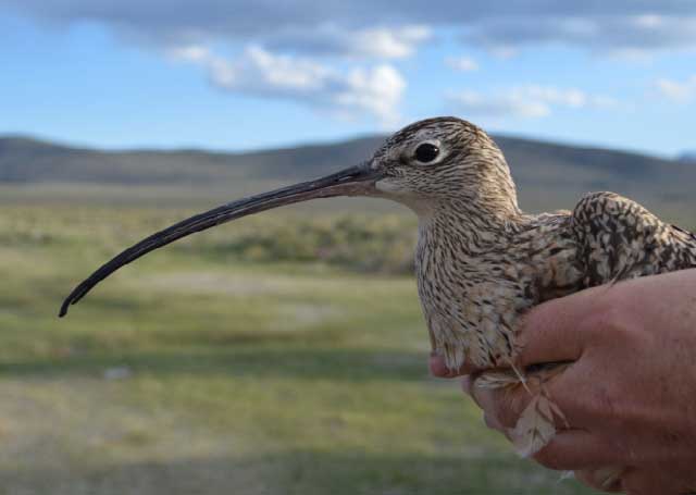 Curlews also are thriving in the Goldburg Meadow in the springtime. 