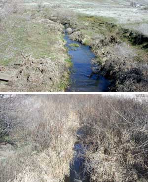 Deadman Creek before (top) and after pics show a rebound in the riparian vegetation after fencing was installed. Washington DOE guidelines allow Klaveano to graze the riparian area several times a year if he chooses to do so
