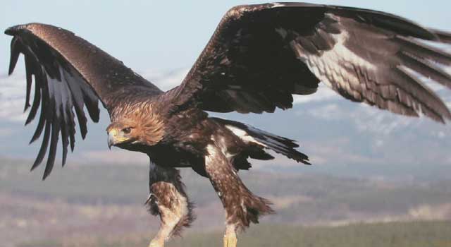 Golden eagle numbers have dropped