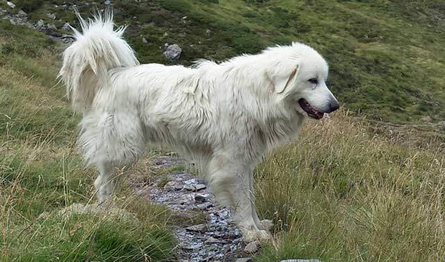 Great Pyrenees guard dogs that protect sheep herds from preda-tors view domestic dogs as potential threats ... be sure to leash dogs when hiking through sheep. 