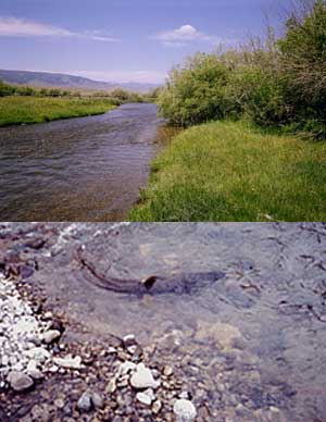 Healthy riparian areas create good fish spawning habitat on the Lemhi River (top). Much of the spawn-ing habitat in the Upper Salmon Basin lies on private ranch land, so it requires the cooperation of ranchers to improve habitat