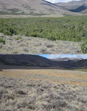 Jim Sage Mountain pre-treatment (top) and post-treatment (above) in 2013. A masticator and chainsaw work were used to eliminate the juniper trees. Photos courtesy BLM.