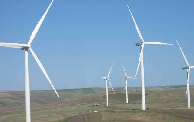 Klaveano shares his winter range with wind turbines built recently by Puget Sound Energy. Each turbine produces enough power to electrify 500 homes per year. Access roads for the turbines make it easier to manage the land