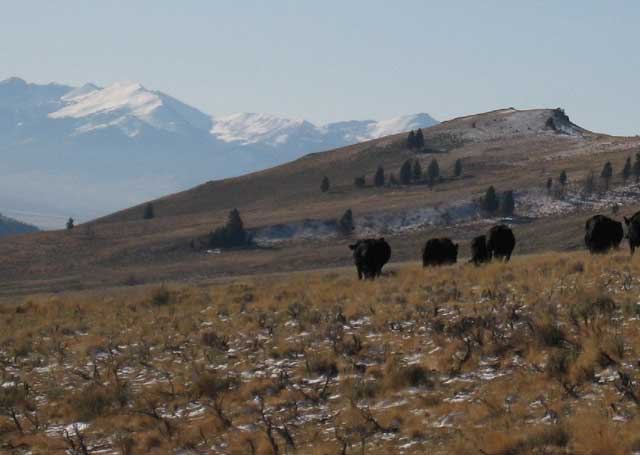  Below, Lufkin’s cattle graze on Forest Service lands in the late fall.