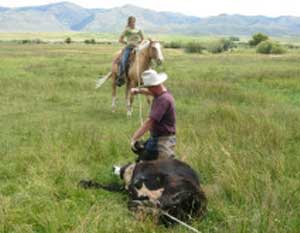 Mark Harris doctors a cow while a guest helps with a rope. Mark says the guests really help keep watch over their cattle in the national forest, reducing their death loss to zero in the last 5 years. The guests also help move the cattle around in the national forest to ensure that pastures don’t get overgrazed