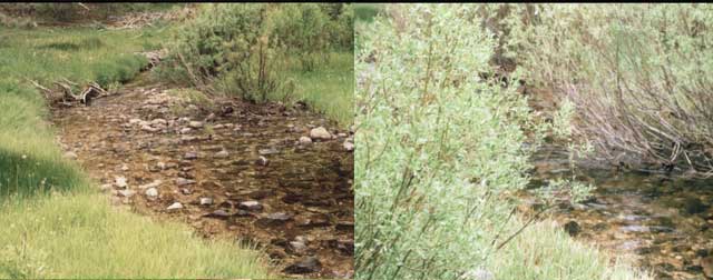 Monitoring on riparian areas can include before and after photos to show the regrowth of woody vegetation such as willows and other riparian plants over time. 