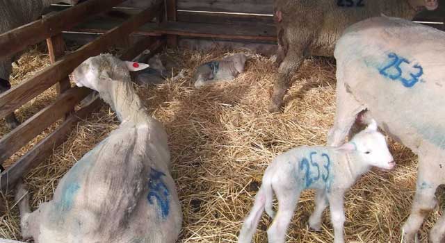 Newborn lambs and their moms are paint-branded with numbers to keep them together. Each band of sheep has a unique color, too. 
