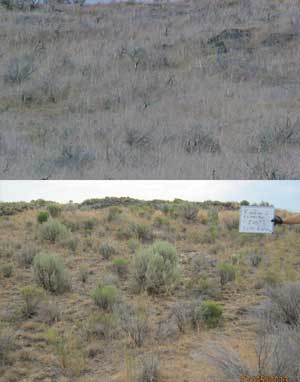 Top photo: Pre-treatment photo of cheatgrass, burned sagebrush and nox-ious weeds in the Kimima area. Above: 10 years after treatment, perennial grasses and sagebrush are growing on the restored site.