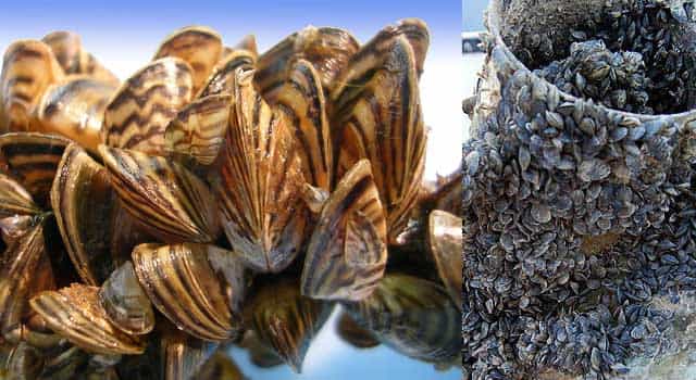 Quagga mussels and zebra mussels