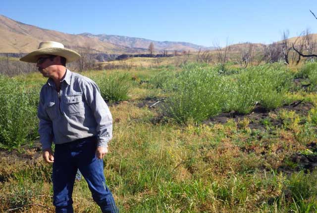 Rancher Charlie Lyons checks out the range plants and robust willow growth in the Dixie Creek area in the summer of 2014, one year after the Elk and Pony complex fires burned 280,000 acres of BLM and Forest Service land. 