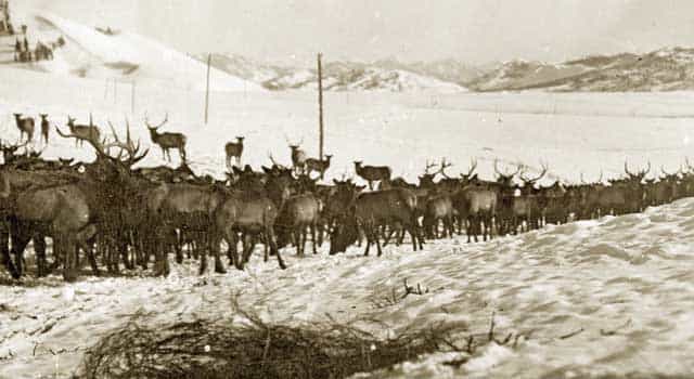 Rocky Mountain elk were released on the Railroad Ranch in the early days to help build an elk herd in the Island Park area. (Idaho State Historical Society)