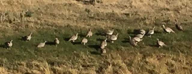 Sage grouse like to raise their young in wet meadows, where the chicks feed on insects and grow up quickly.