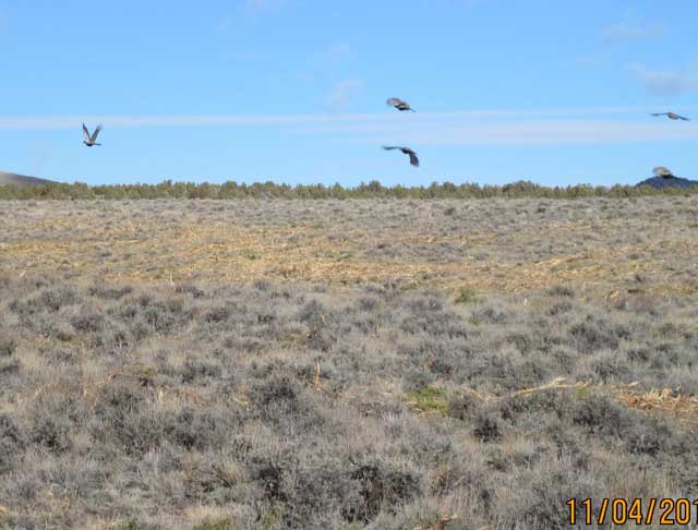 Sage grouse moved right into the juniper-treated area on Jim Sage Mountain, literally days after the BLM finished with the juniper-removal project. Below, forbs and grasses sprout after junper removal.