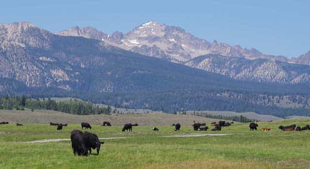 The Henslee family has pastured their cattle in the Sawtooth Valley since the 1930s