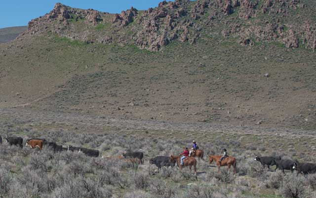 The Jaca Family drives their cattle into the Owyhee Mountains near Hemingway Butte on a sunny spring day. 