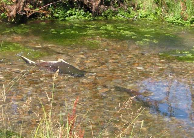 The Little Eight Mile Ranch contains premium spawning habitat for Chinook salmon. The fish swim about 800 miles to their spawning grounds from the Pacific Ocean, climbing over 8 dams along the way. 