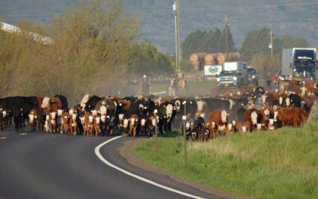 The Mink Family’s cattle drive on U.S. 95 was the 71st year in a row that the family has trailed their cattle on the state’s main north-south highway to reach spring pastures. 