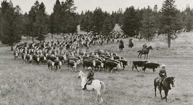The cattle side of the Railroad Ranch operation min