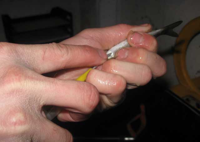 A microchip is inserted into a smolt.