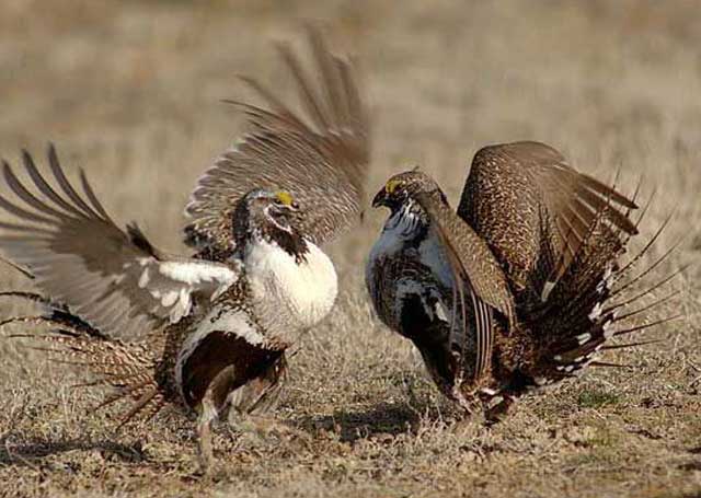 Above, a sage-grouse male and female interact during the mating season in the spring. Photo by Ken Miracle.