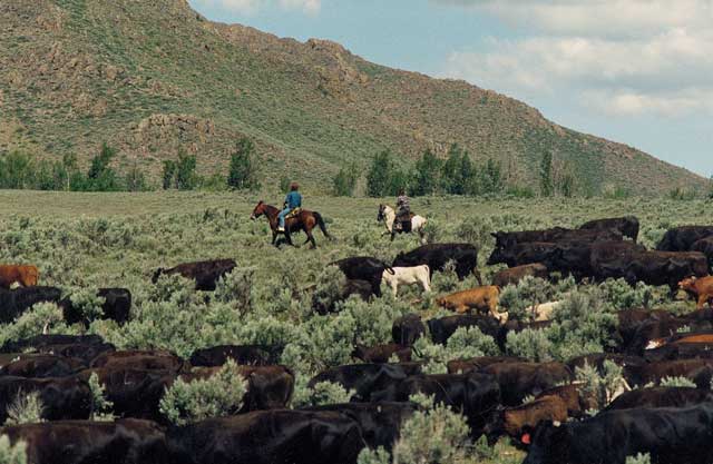 The Peaveys drive their cattle across the high desert in the spring, west of Craters of the Moon National Monument. Diane wrote about cattle drives and many other topics related to cattle and sheep ranching in her radio essays for Boise State Public Radio. 