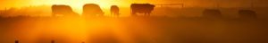 cows at sun rise orange