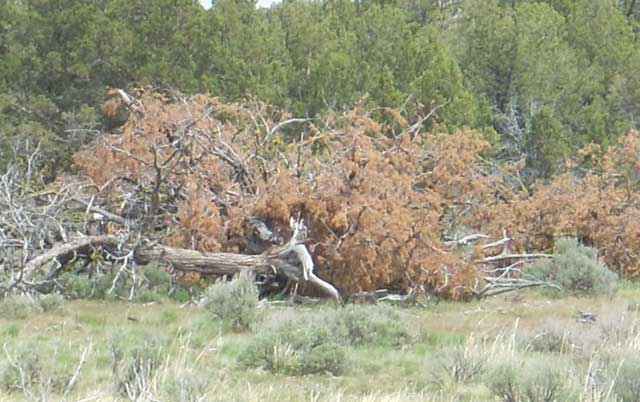 The Bureau of Land Management has been cutting down juniper trees in the Owyhee Mountains for a number of years as its preferred control method, with the intention of following up those treatments with pre-scribed burning. No burning has occurred as yet, however. 