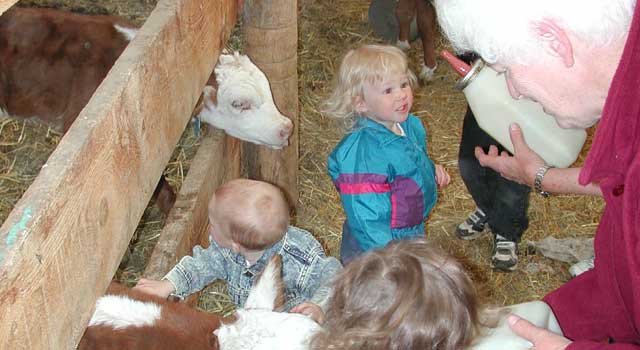 family and friends help tend to calves in the calving shed. The kids love it