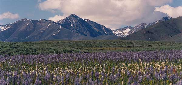 Wildflowers bloom on the spring range under the shadow of the Pioneer Mountains. Left, John and Diane at the ranch. 