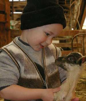 Andrew Noh, John and Julie Noh’s son, checks on a young lamb. 
