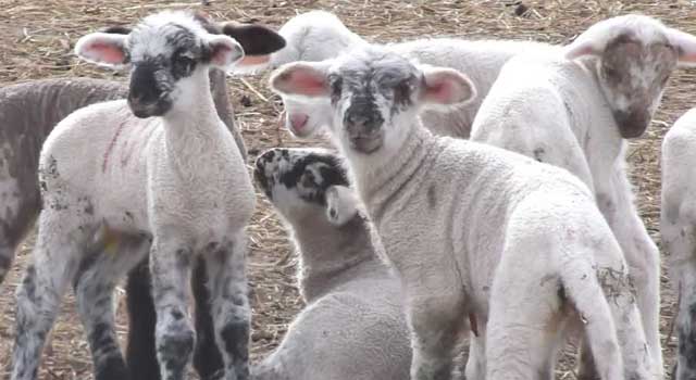 The lambs love to play together, like all young animals