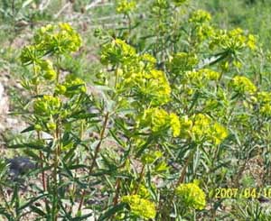 Leafy spurge, yellow noxious weed.