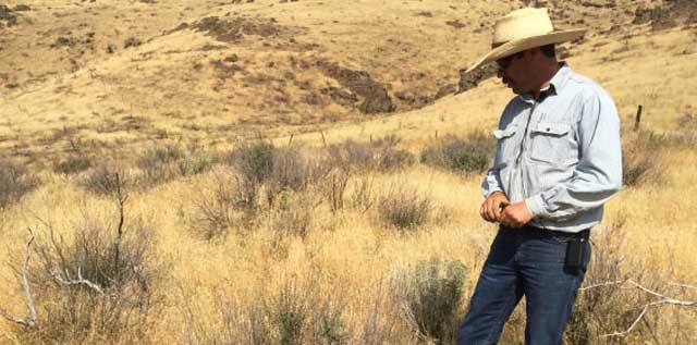 Rancher Charlie Lyons checks out some bitterbrush plants that were resprouting in the summer of 2014. 
