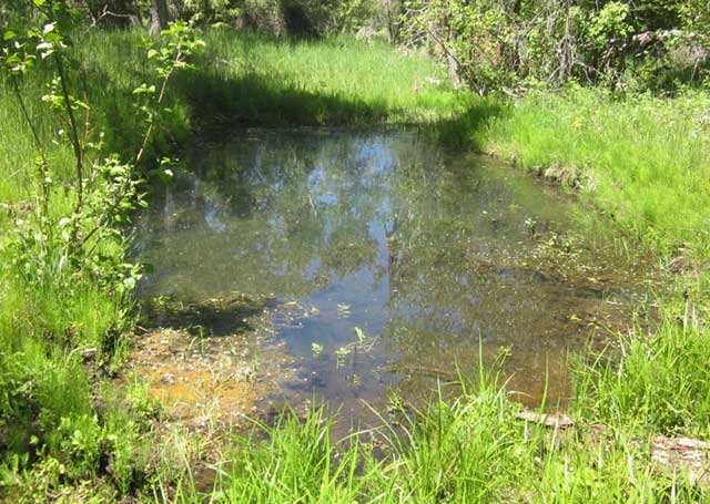 This is one of many frog ponds that have been created on Jerry Hoagland’s ranch, creating more habitat for Columbia spotted frogs and other wildlife. 