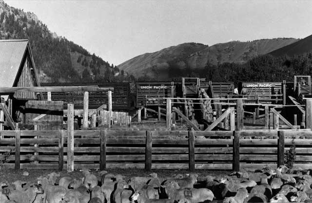 The Trailing of the Sheep Festival pays tribute to the history of sheep ranching in the Wood River Valley. In the early 1900s, there were more sheep shipped out of Ketchum than anywhere else in the United States. 