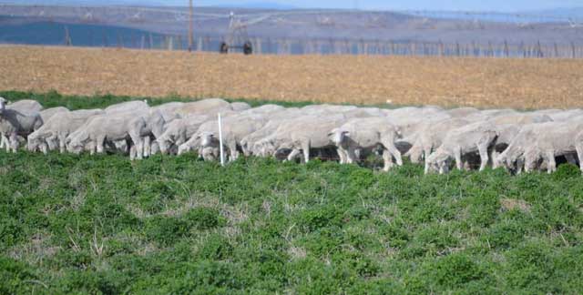 The sheep feed on alfalfa fields on the way home to Wilder. 