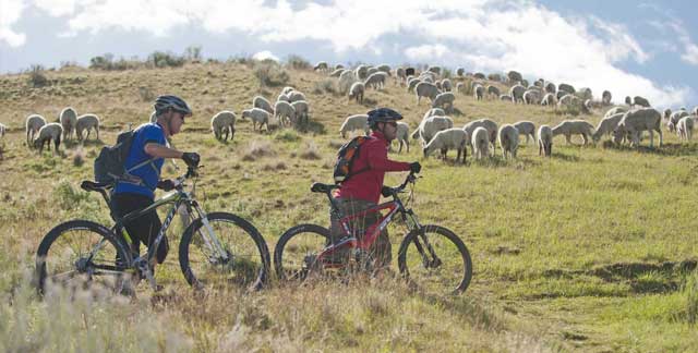 Walking your bike through sheep bands helps to diffuse tension with guard dogs.