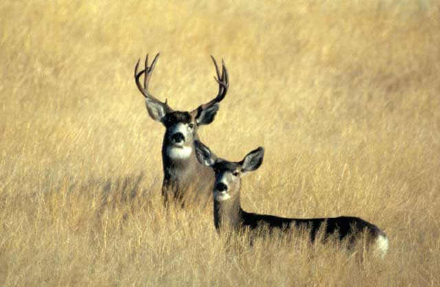 The Boise River Wildlife Management Area is one of the largest winter game ranges close to a major city in the West. It covers 36,000 acres from Black’s Creek to the foothills above Harris Ranch