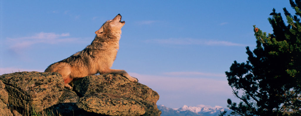 Wolves In Idaho – Idaho Rangeland Resource Commission